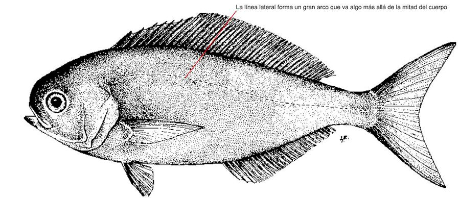 Schedophilus ovalis_01.jpg